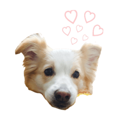 [LINEスタンプ] ボーダーコリーのぷりんちゃん
