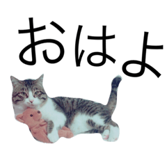 [LINEスタンプ] ねこぉぉぉ 2