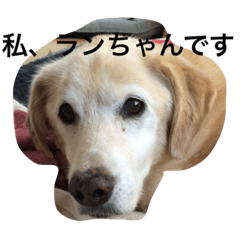 [LINEスタンプ] inutoneko001