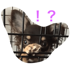 [LINEスタンプ] ナチュの日常