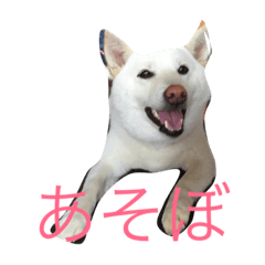 [LINEスタンプ] 柴ちゃんズ