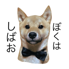[LINEスタンプ] 僕はしばお