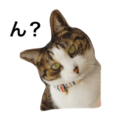 [LINEスタンプ] ネコ好きさんのためのスタンプ