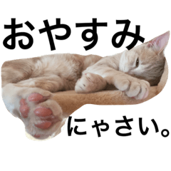 [LINEスタンプ] にゃんぱす