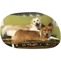[LINEスタンプ] 犬時々猫