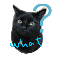 [LINEスタンプ] クロネコレンくん