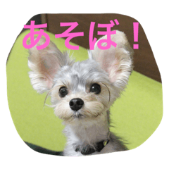 [LINEスタンプ] 白銀ヨーキーこはねくん！