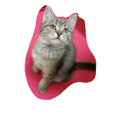[LINEスタンプ] 猫の征十郎