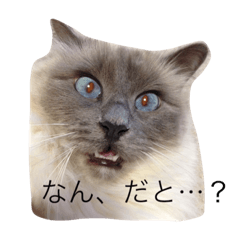 [LINEスタンプ] しらすたんぷ