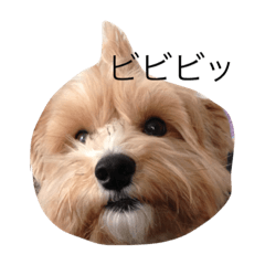 [LINEスタンプ] ぼんさん