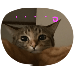 [LINEスタンプ] 吉田家のネコたち❷