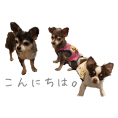 [LINEスタンプ] 我が家のチワワんず