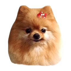 [LINEスタンプ] ウチのコロンさん
