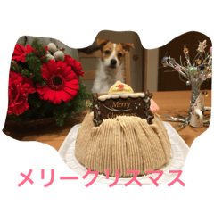 [LINEスタンプ] ジャックラッセル