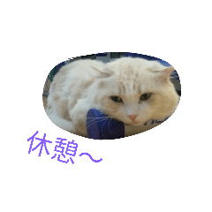[LINEスタンプ] ポテくん ～実写ver～