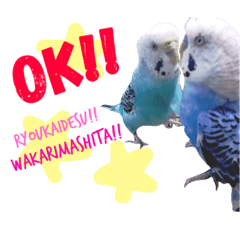[LINEスタンプ] 飛行戦隊セキセイ7ver.日常の挨拶編。