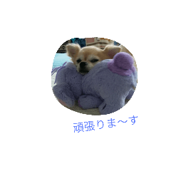 [LINEスタンプ] リッちゃん ～実写ver～