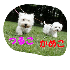 [LINEスタンプ] ウエスティかめつるのスタンプ