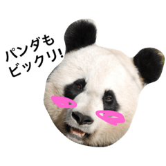[LINEスタンプ] パンダァア！！