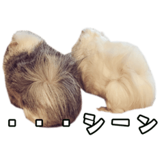 [LINEスタンプ] モルモットのもち＆まふ