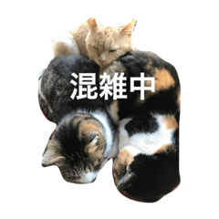 [LINEスタンプ] 猫 写真 スタンプ