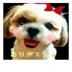 [LINEスタンプ] シーズー モコちゃん(日常)