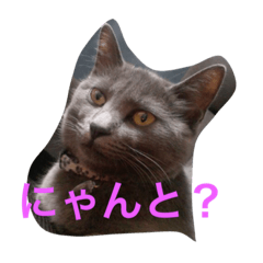 [LINEスタンプ] 池田さん家の猫