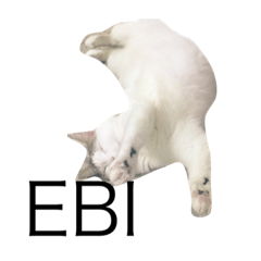 [LINEスタンプ] 我が家のねこ☆
