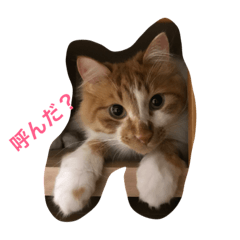 [LINEスタンプ] ねこのくー