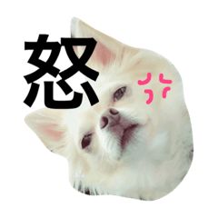 [LINEスタンプ] 使えるもこスタンプ