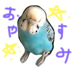 [LINEスタンプ] うちの鳥