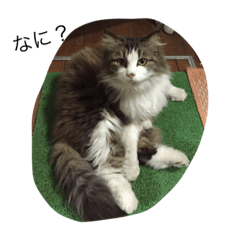 [LINEスタンプ] 実家のネコたち