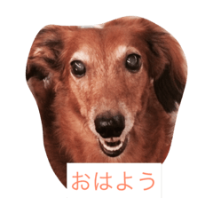 [LINEスタンプ] 犬からのお言葉