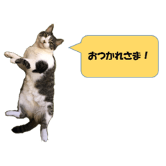 [LINEスタンプ] りんねこ