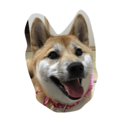 [LINEスタンプ] 柴犬アンジェリカ