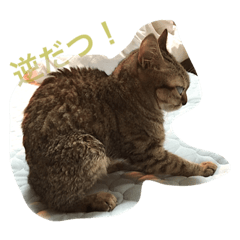 [LINEスタンプ] ずんマニア3