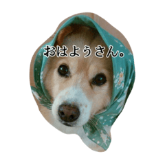 [LINEスタンプ] コロンの日常。