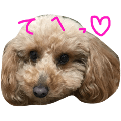 [LINEスタンプ] やまりょー家の犬たち。