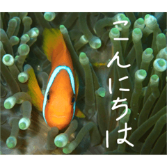 [LINEスタンプ] 沖縄の海と生き物②