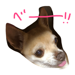 [LINEスタンプ] チワワのキララ from Kyoto