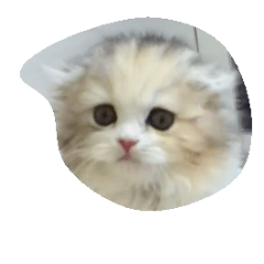 [LINEスタンプ] ネコスタンプDX