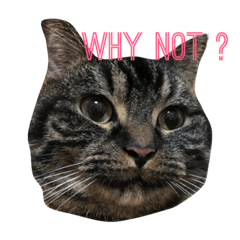 [LINEスタンプ] うちのチロルさん その1