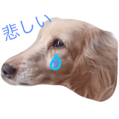 [LINEスタンプ] いーちゃん
