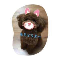 [LINEスタンプ] トイプーモカちゃんの日常会話