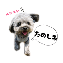 [LINEスタンプ] ポメプー 悟天【実写版】