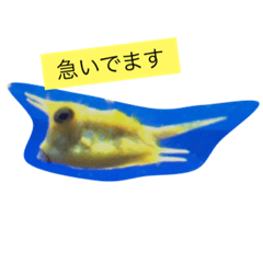 [LINEスタンプ] Yellow @ Fishの画像（メイン）