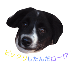 [LINEスタンプ] おまぬ犬.ロー
