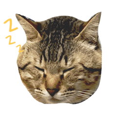 [LINEスタンプ] キジトラのカリンくん
