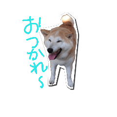 [LINEスタンプ] あおくみさんちのひなちゃんスタンプ