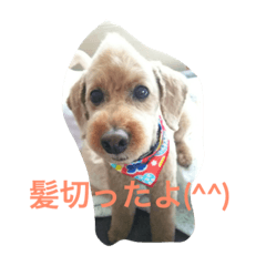 [LINEスタンプ] わんこさんスタンプ